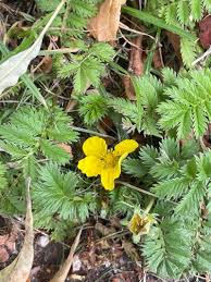 Attēlu rezultāti vaicājumam “Argentina anserina leaf”