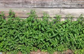 Attēlu rezultāti vaicājumam “Urtica dioica fruit”