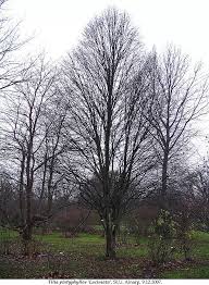 Attēlu rezultāti vaicājumam “Tilia platyphyllos Laciniata”