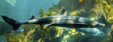 Image result for Nasolamia velox