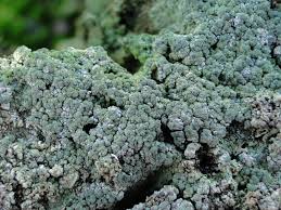 Attēlu rezultāti vaicājumam “Trapeliopsis flexuosa”