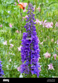 Attēlu rezultāti vaicājumam “Aconitum napellus flower”