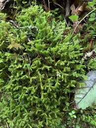 Attēlu rezultāti vaicājumam “Bazzania trilobata”