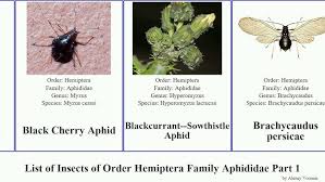 Attēlu rezultāti vaicājumam “Aphis jacobaeae”