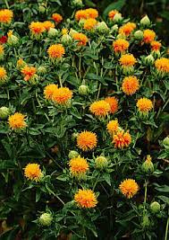 Image result for Carthamus tinctorius