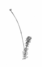 Attēlu rezultāti vaicājumam “Elodea canadensis leaf”