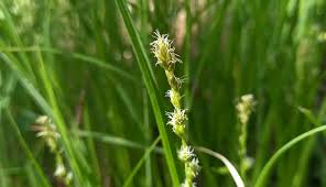 Attēlu rezultāti vaicājumam “Carex dioica male flower”