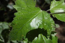 Attēlu rezultāti vaicājumam “Populus alba”