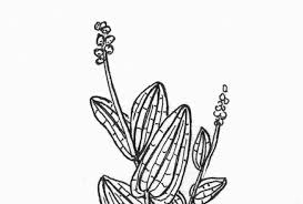 Attēlu rezultāti vaicājumam “Potamogeton perfoliatus flower”