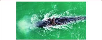 Image result for Balaenoptera physalus