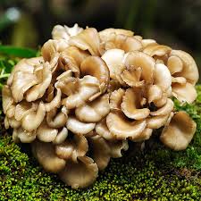 Attēlu rezultāti vaicājumam “Grifola frondosa”