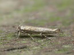 Attēlu rezultāti vaicājumam “Lyonetia clerkella”