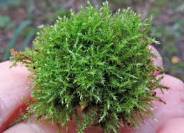 Attēlu rezultāti vaicājumam “Campylium protensum sporophyte”