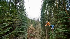 Image result for Go Ape! Grizedale
