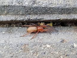 Attēlu rezultāti vaicājumam “Gnaphosidae”