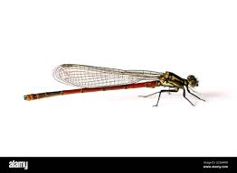 Attēlu rezultāti vaicājumam “Pyrrhosoma nymphula”