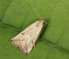 Attēlu rezultāti vaicājumam “Hypenodes humidalis”