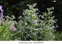 Attēlu rezultāti vaicājumam “Symphytum asperum flower”