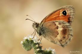 Attēlu rezultāti vaicājumam “Coenonympha pamphilus upperside”