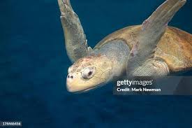 Image result for Lepidochelys kempii