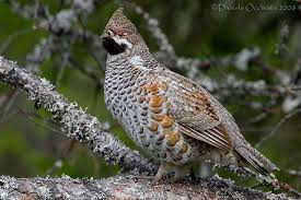 Attēlu rezultāti vaicājumam “Bonasa bonasia eggs”