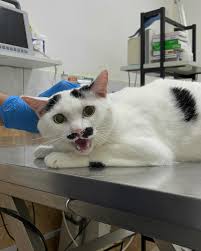 Image result for kitler