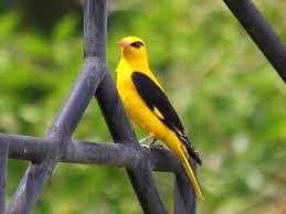 Attēlu rezultāti vaicājumam “Oriolus oriolus”