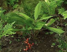 Attēlu rezultāti vaicājumam “Licea pusilla macro”