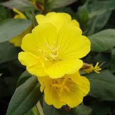 Attēlu rezultāti vaicājumam “Oenothera rubricauli”