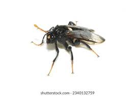 Attēlu rezultāti vaicājumam “Cimbex femoratus”