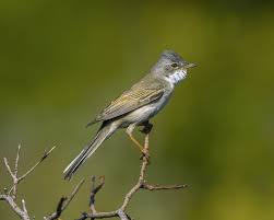 Attēlu rezultāti vaicājumam “Sylvia communis adult”