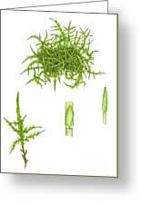 Attēlu rezultāti vaicājumam “Calliergonella cuspidata”