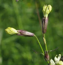 Attēlu rezultāti vaicājumam “Silene tatarica”