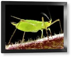 Attēlu rezultāti vaicājumam “Aphodius sp. imago”