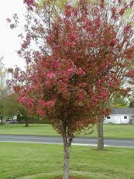 Attēlu rezultāti vaicājumam “Malus purpurea leaf”