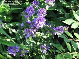 Attēlu rezultāti vaicājumam “Campanula glomerata bud”