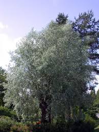 Attēlu rezultāti vaicājumam “Salix alba var. sericea”