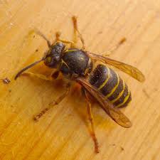 Attēlu rezultāti vaicājumam “Dolichovespula media”