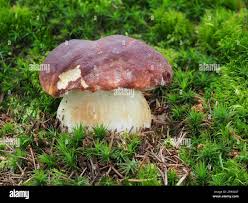 Attēlu rezultāti vaicājumam “Boletus pinophilus”