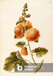 Image result for Alcea (althaea) rosea
