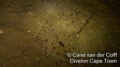 Image result for Raja straeleni