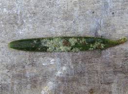 Attēlu rezultāti vaicājumam “Fellhanera subtilis”