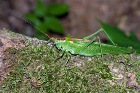 Attēlu rezultāti vaicājumam “Tettigonia viridissima”