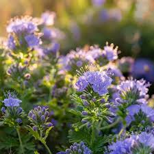 Image result for Phacelia
