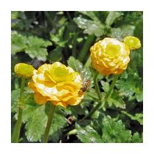 Attēlu rezultāti vaicājumam “Ranunculus repens flower”