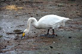 Image result for Cygnus cygnus