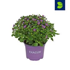 Image result for Exacum affine