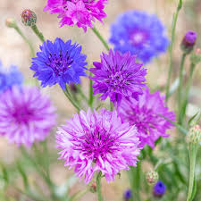 Image result for Centaurea cyanus