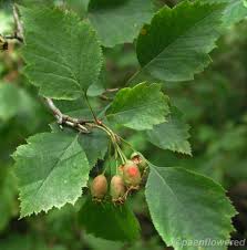 Attēlu rezultāti vaicājumam “Crataegus x macrocarpa leaf”