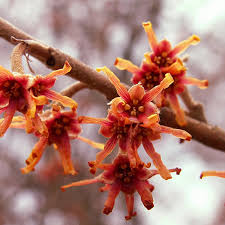 Attēlu rezultāti vaicājumam “Hamamelis vernalis bud”